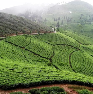 darjeelingi